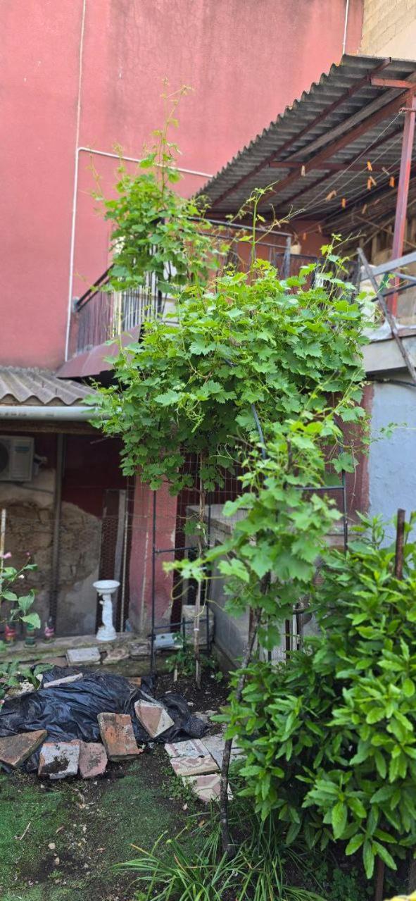 Appartamento In Casa Con Cortili Ad Arbus - Sardegna Εξωτερικό φωτογραφία